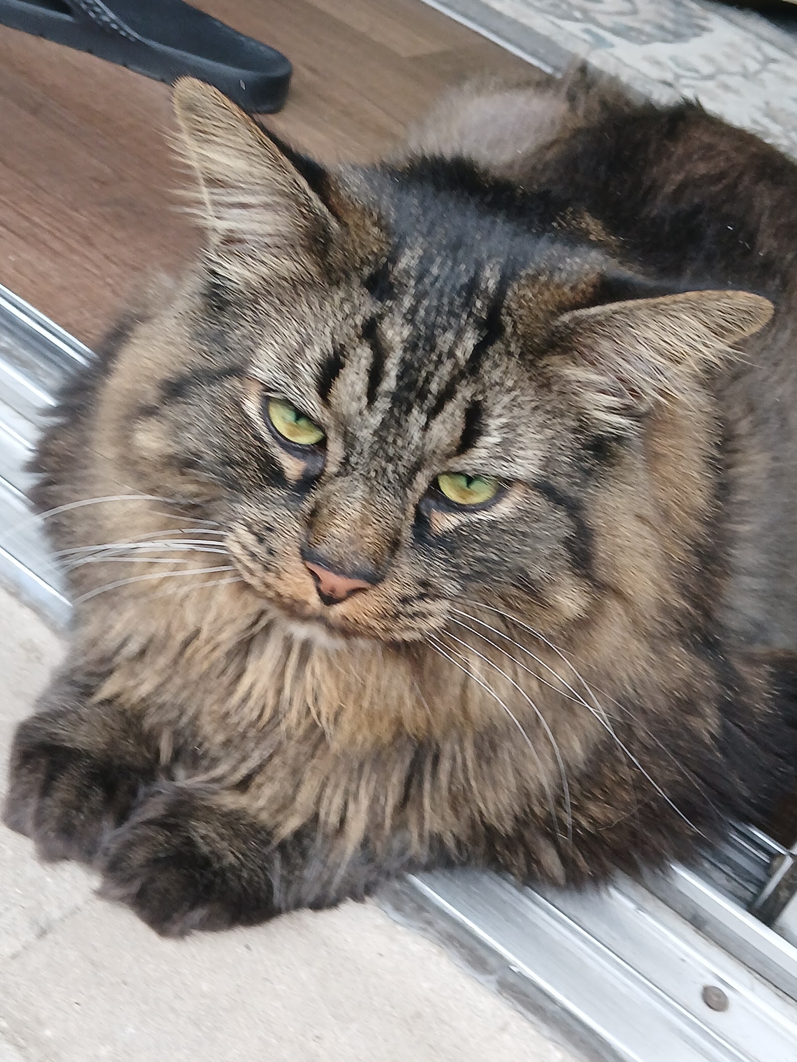 Fur Ball Society in Ypsilanti