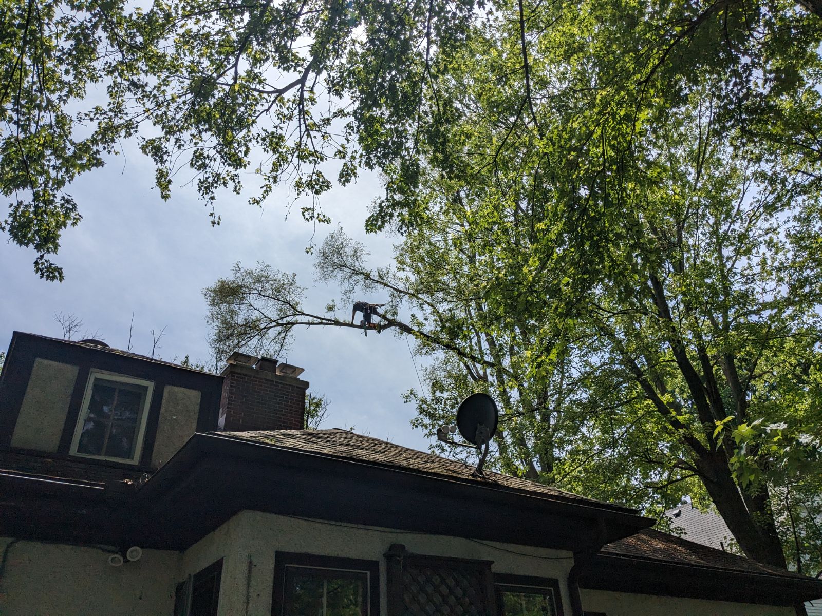Inspire Tree Experts in Ypsilanti