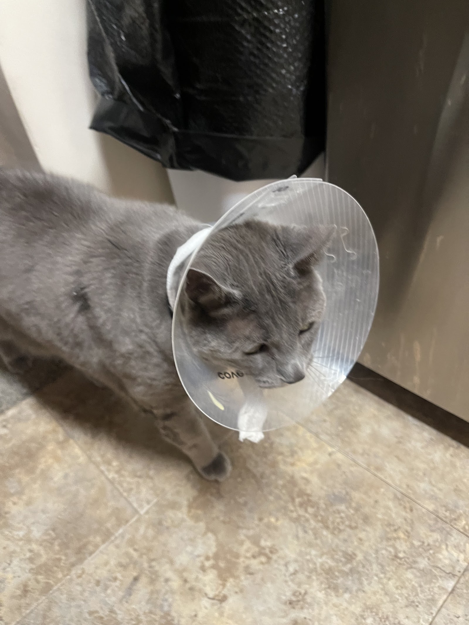 Michigan Avenue Animal Hospital — photo